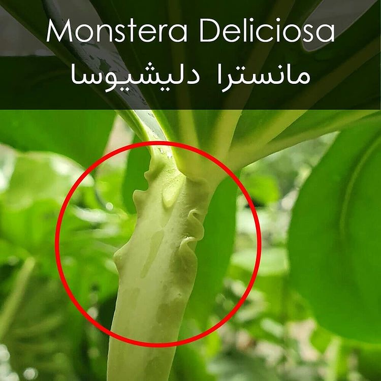  مانسترا دلیشیوسا