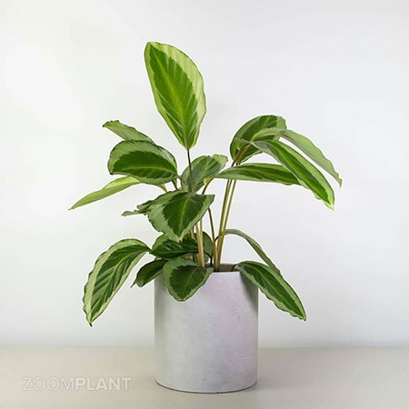 کالاتیا بیکاجوکس