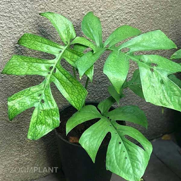 آمیدریوم مدیوم (Amydrium medium)