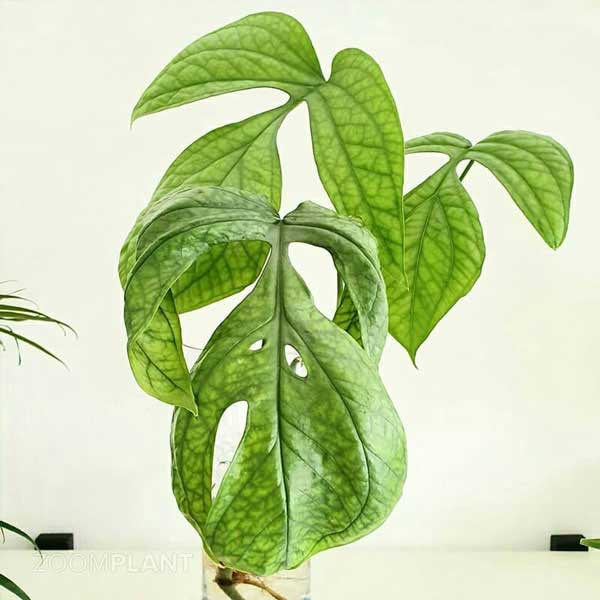 آمیدریوم مدیوم (Amydrium medium)