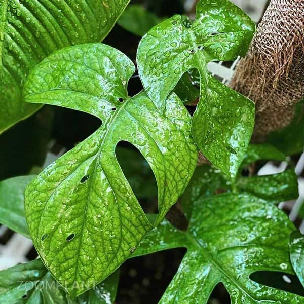 آمیدریوم مدیوم (Amydrium medium)