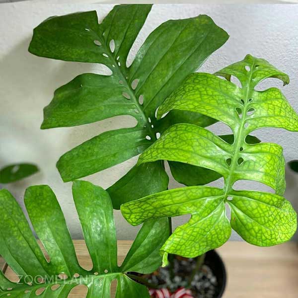آمیدریوم مدیوم (Amydrium medium)