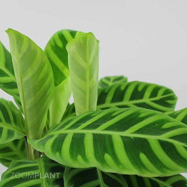 کالاتیا زبرینا - calathea zebrina