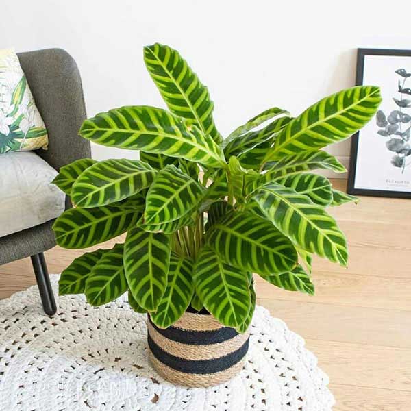کالاتیا زبرینا - calathea zebrina