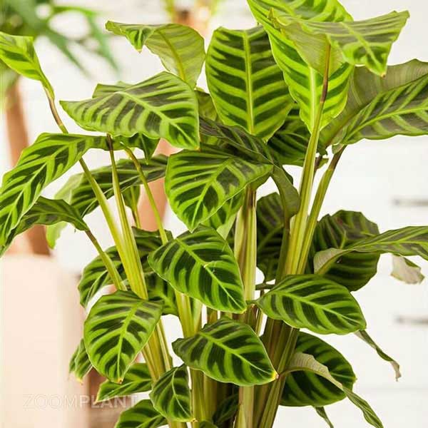 کالاتیا زبرینا - calathea zebrina