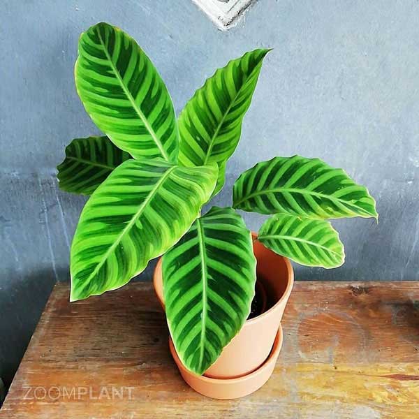 کالاتیا زبرینا - calathea zebrina