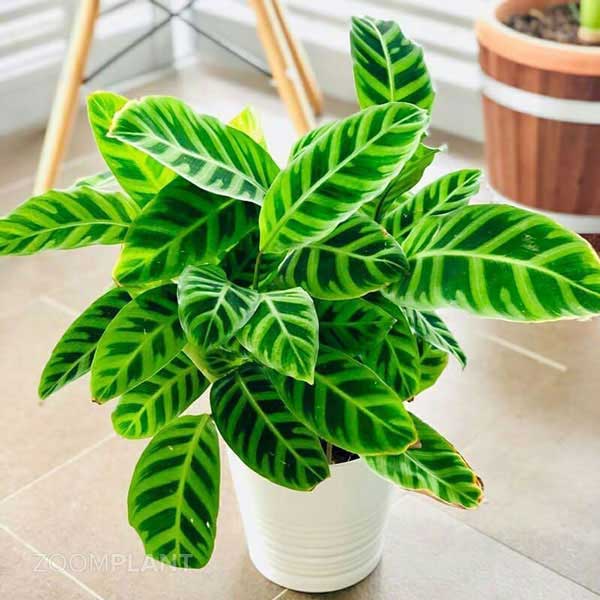 کالاتیا زبرینا - calathea zebrina