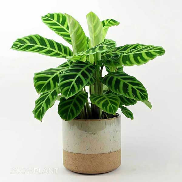 کالاتیا زبرینا - calathea zebrina