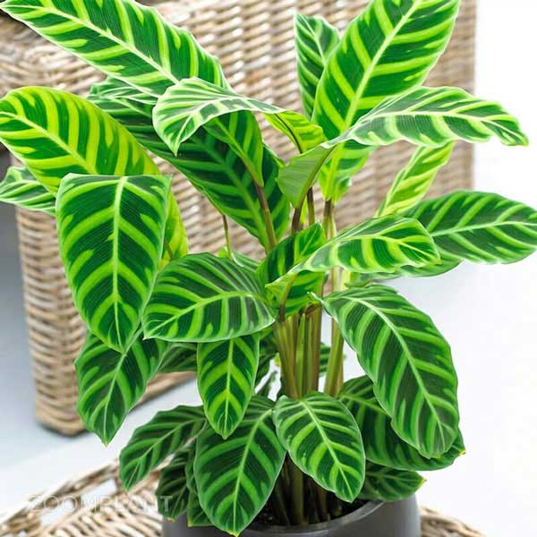 کالاتیا زبرینا - calathea zebrina