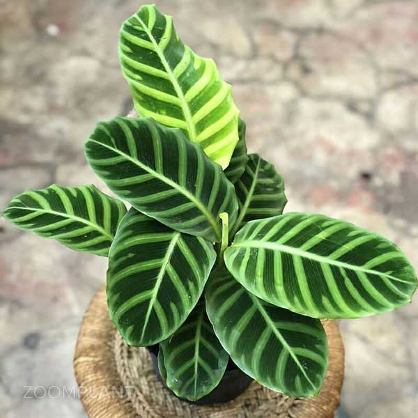 کالاتیا زبرینا - calathea zebrina