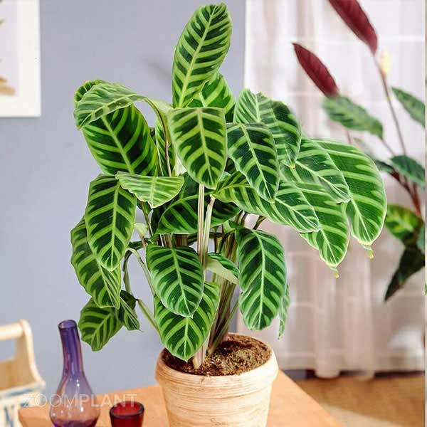 کالاتیا زبرینا - calathea zebrina