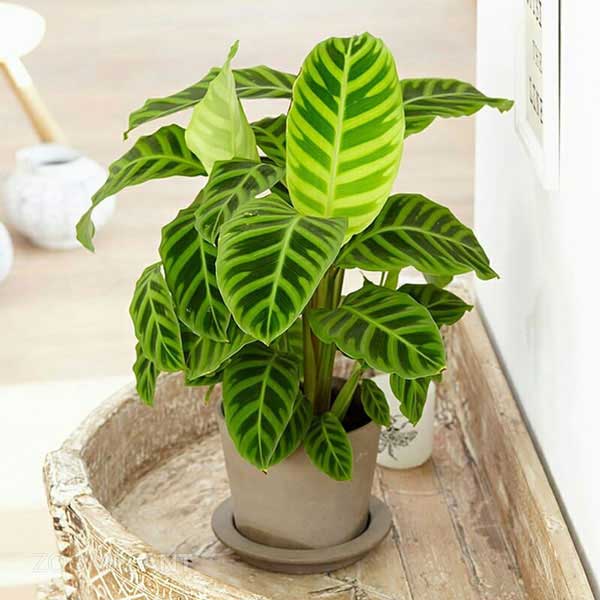 کالاتیا زبرینا - calathea zebrina