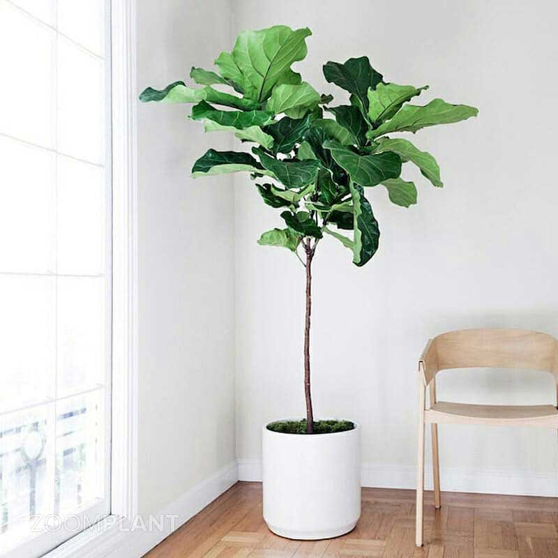 فیکوس لیراتا - Ficus lyrata