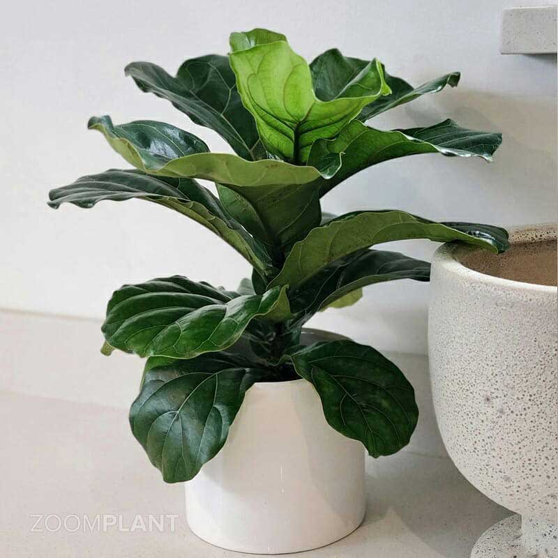 فیکوس لیراتا - Ficus lyrata