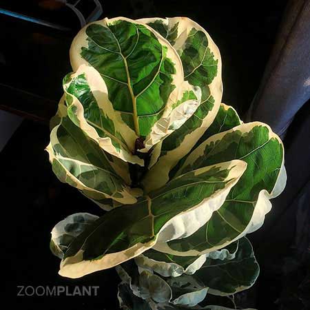 فیکوس لیراتا ابلق - ficus lyrata variegata