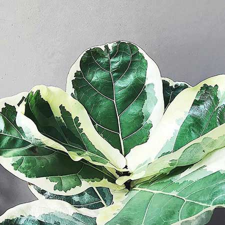 فیکوس لیراتا ابلق - ficus lyrata variegata