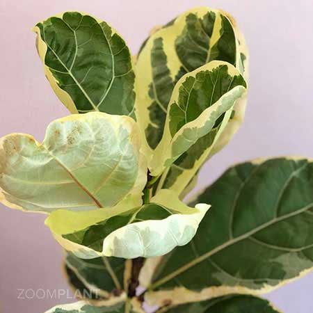 فیکوس لیراتا ابلق - ficus lyrata variegata