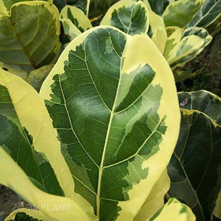 فیکوس لیراتا ابلق - ficus lyrata variegata