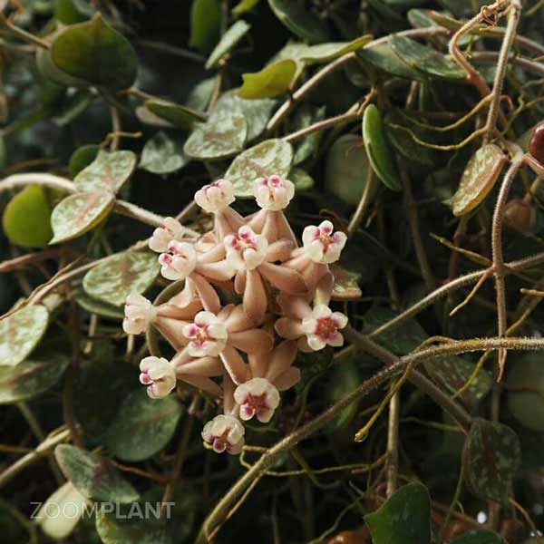 هویا کورتیسی (Hoya curtisii)