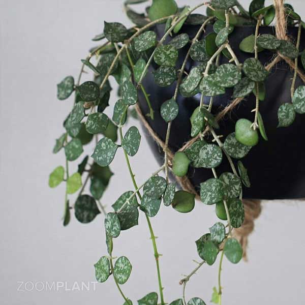 هویا کورتیسی (Hoya curtisii)