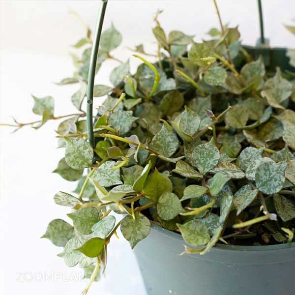 هویا کورتیسی (Hoya curtisii)