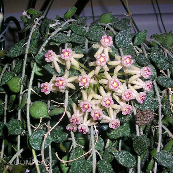 هویا کورتیسی (Hoya curtisii)