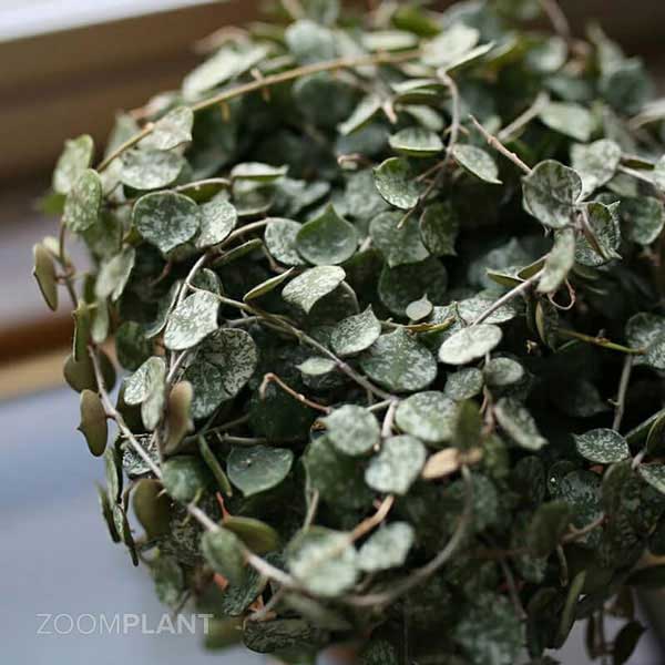 هویا کورتیسی (Hoya curtisii)