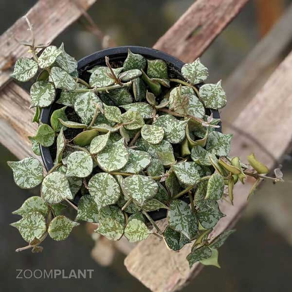 هویا کورتیسی (Hoya curtisii)