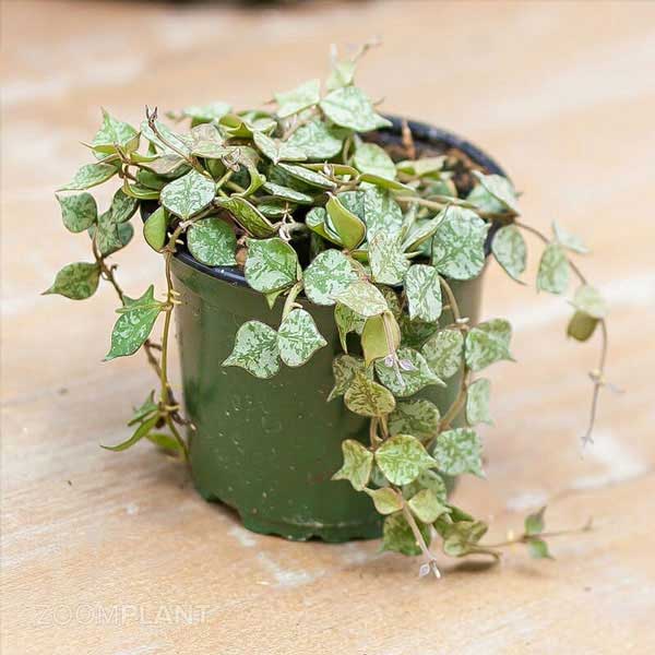 هویا کورتیسی (Hoya curtisii)