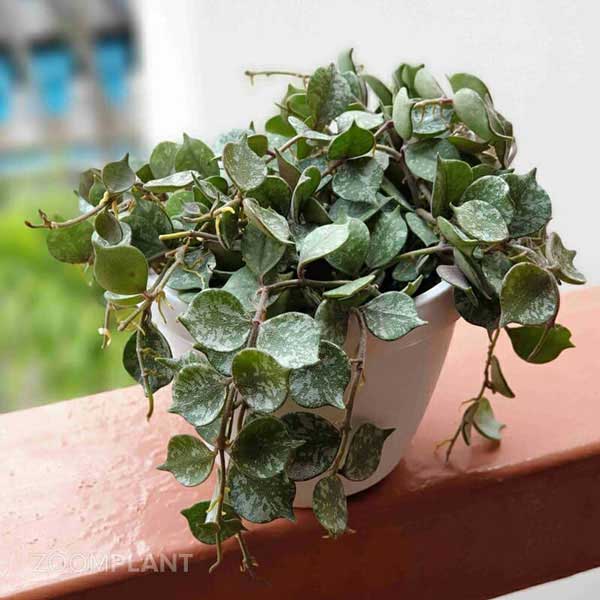 هویا کورتیسی (Hoya curtisii)