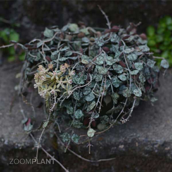 هویا کورتیسی (Hoya curtisii)