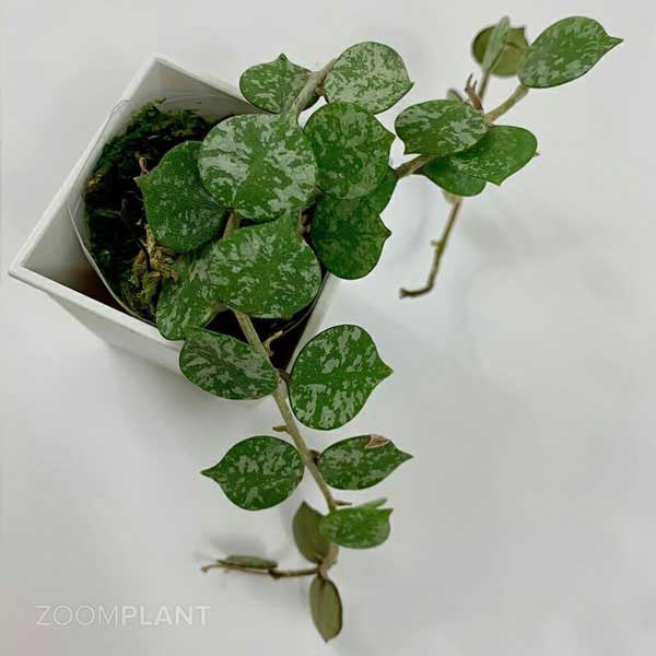 هویا کورتیسی (Hoya curtisii)