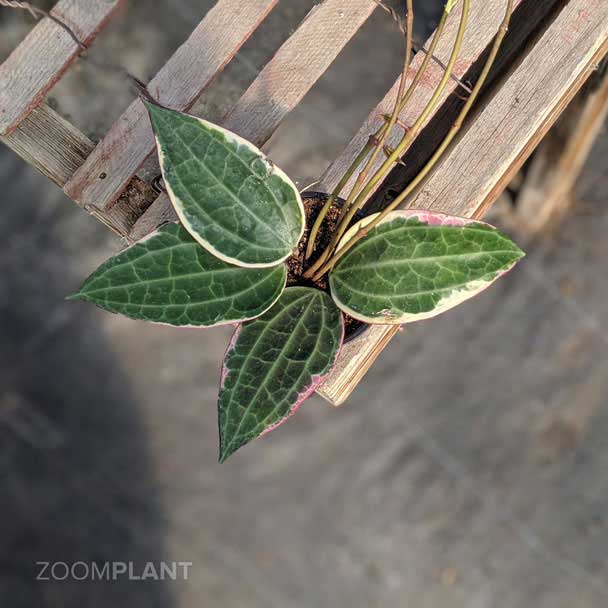 هویا ماکروفیلا ابلق - hoya macrophylla variegata