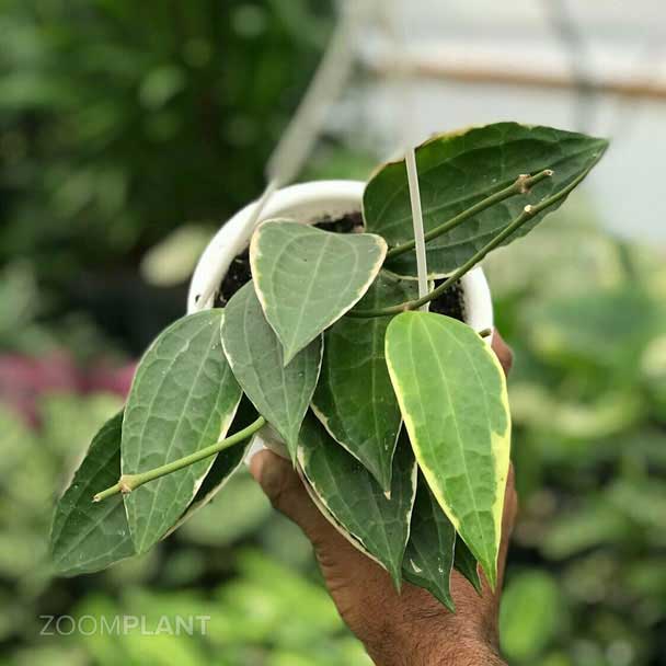 هویا ماکروفیلا ابلق - hoya macrophylla variegata