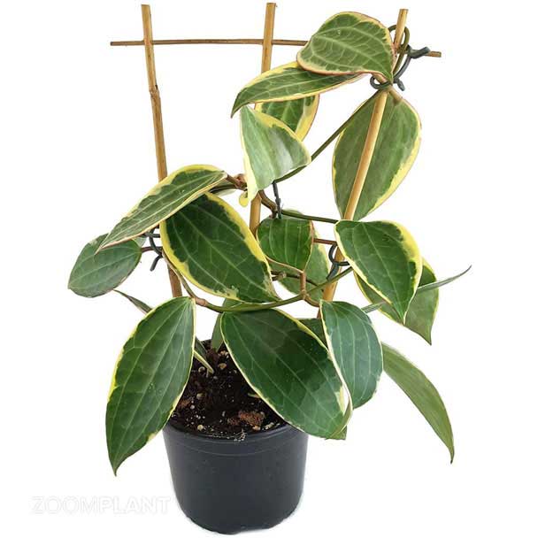 هویا ماکروفیلا ابلق - hoya macrophylla variegata