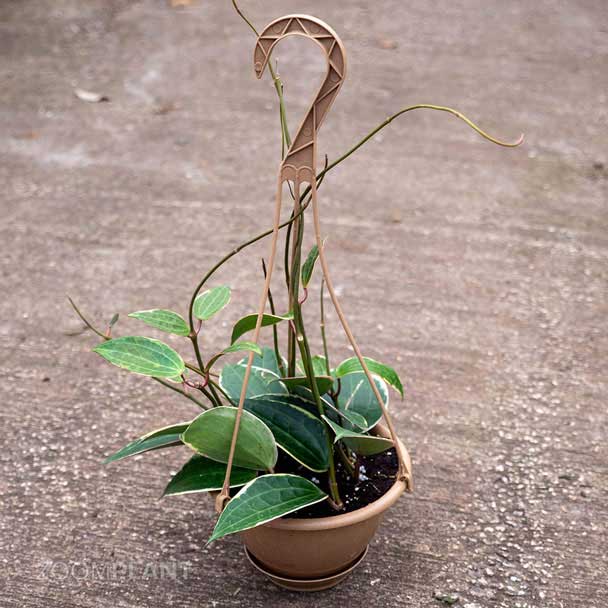 هویا ماکروفیلا ابلق - hoya macrophylla variegata