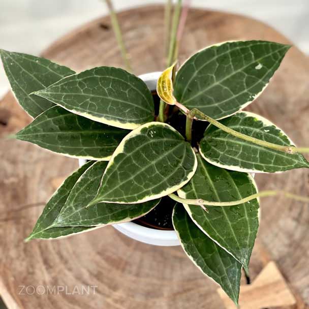 هویا ماکروفیلا ابلق - hoya macrophylla variegata