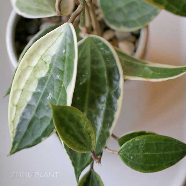هویا ماکروفیلا ابلق - hoya macrophylla variegata