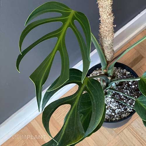Philodendron Orange Princess