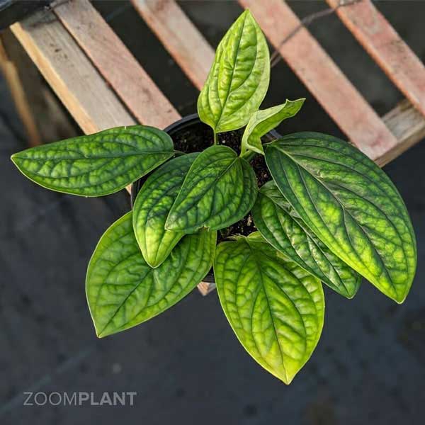 مانسترا پرو (Monstera Peru)