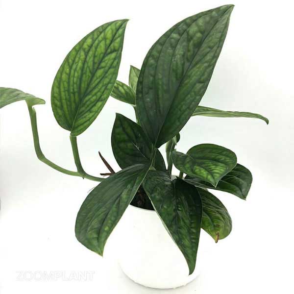 مانسترا پرو (Monstera Peru)