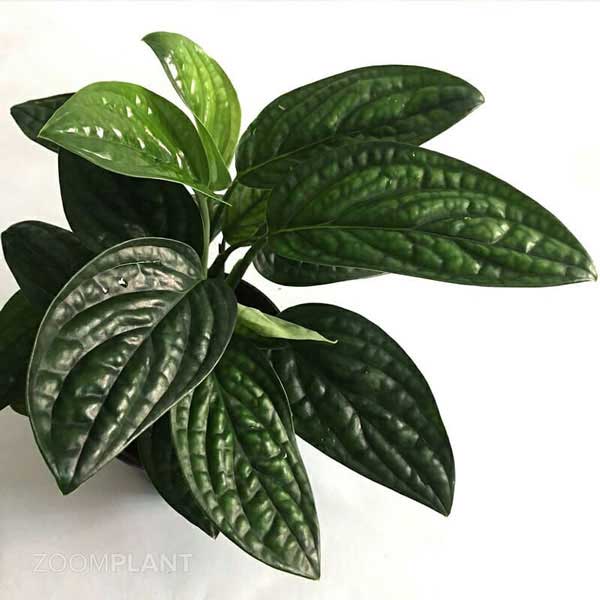 مانسترا پرو (Monstera Peru)