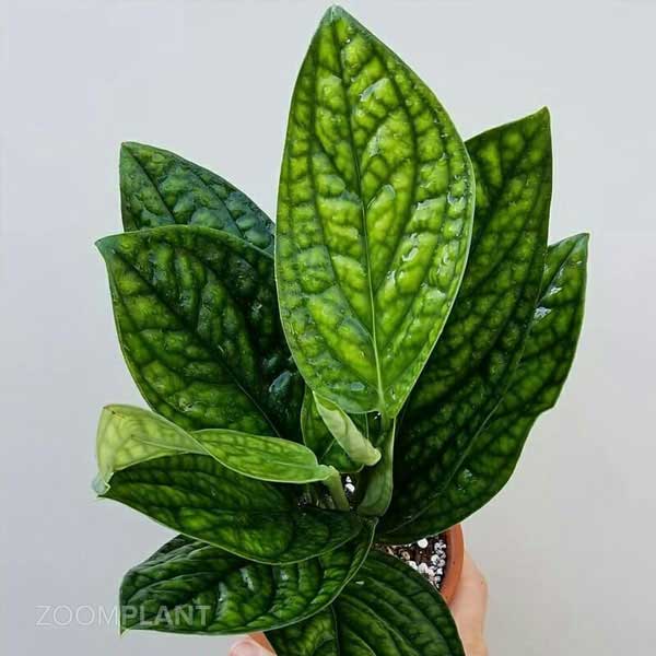 مانسترا پرو (Monstera Peru)