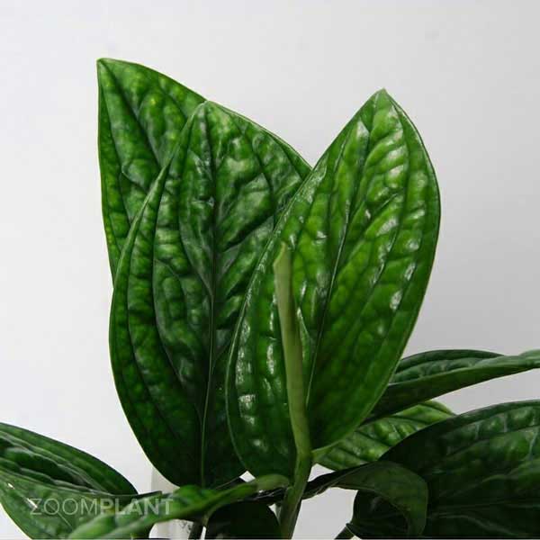 مانسترا پرو (Monstera Peru)