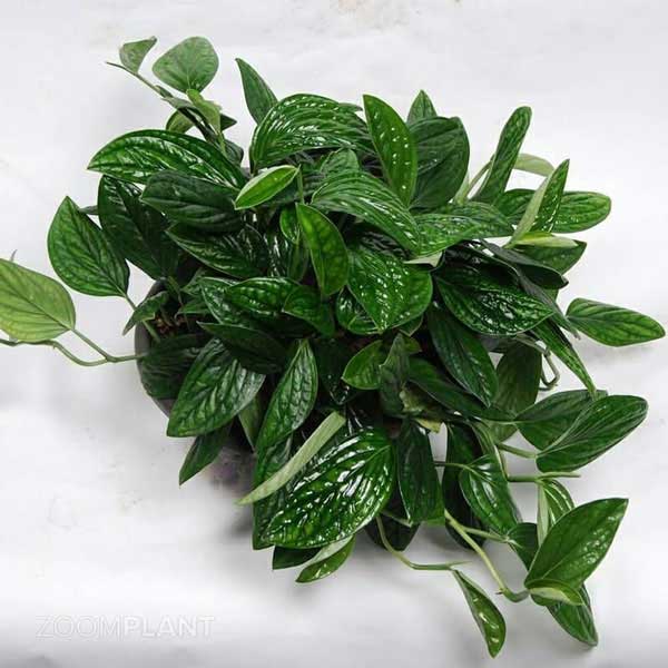 مانسترا پرو (Monstera Peru)