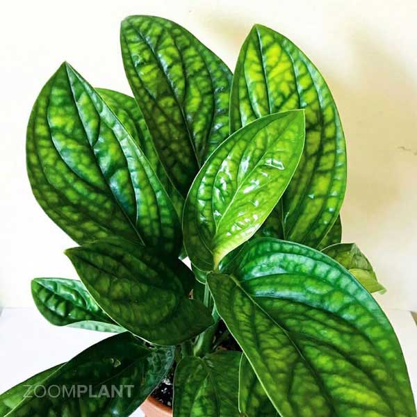 مانسترا پرو (Monstera Peru)