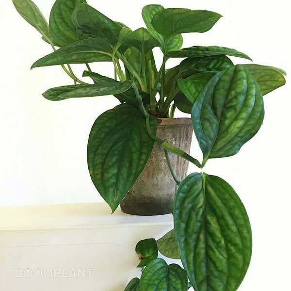 مانسترا پرو (Monstera Peru)