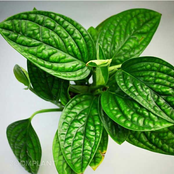 مانسترا پرو (Monstera Peru)