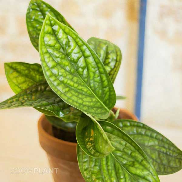 مانسترا پرو (Monstera Peru)