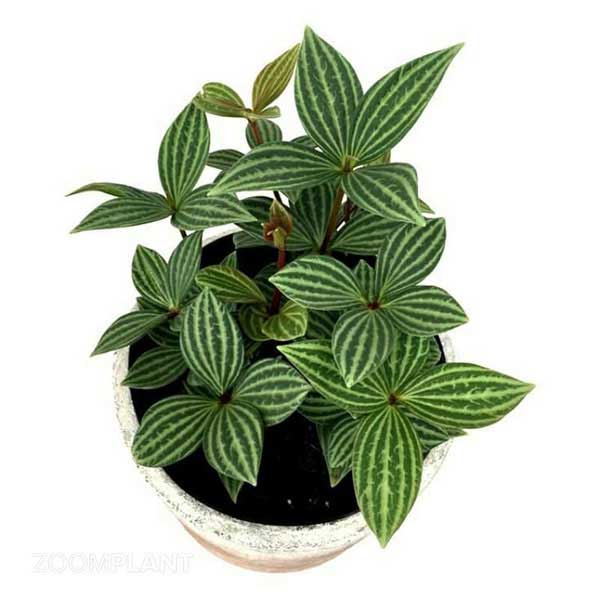 پپرومیا پوتولاتا - Peperomia puteolata
